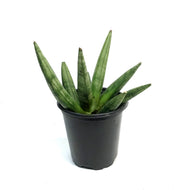 Sansevieria, 3.5in, Hedge Hog