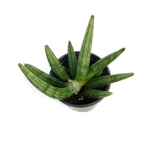 Load image into Gallery viewer, Sansevieria, 3.5in, Hedge Hog
