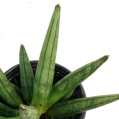 Sansevieria, 3.5in, Hedge Hog