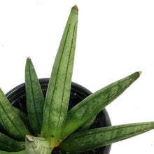 Load image into Gallery viewer, Sansevieria, 3.5in, Hedge Hog
