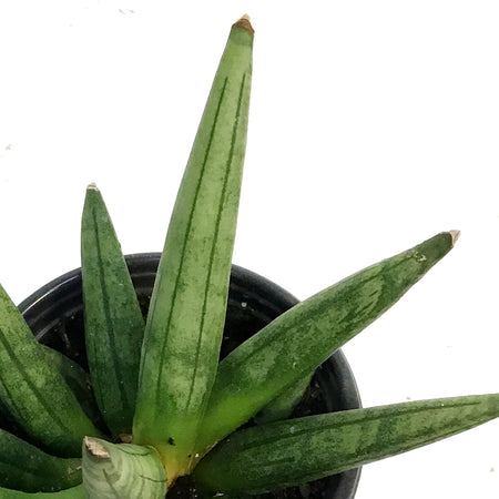Sansevieria, 3.5in, Hedge Hog