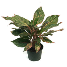 Load image into Gallery viewer, Aglaonema, 6in, Moonstone Miles
