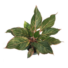 Load image into Gallery viewer, Aglaonema, 6in, Moonstone Miles
