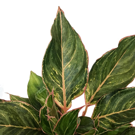 Aglaonema, 6in, Moonstone Miles