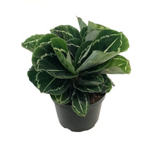 Load image into Gallery viewer, Calathea, 6in, Green Lipstick
