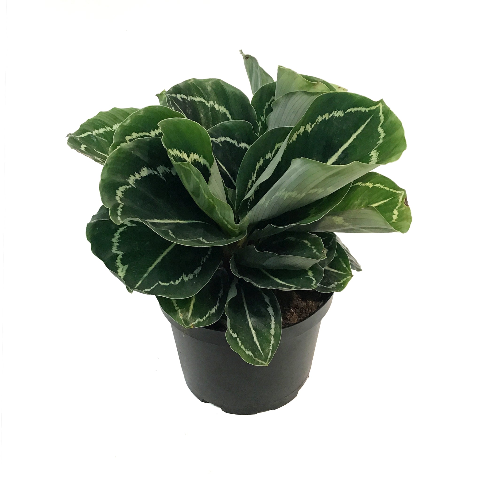 House Plants – Tagged 