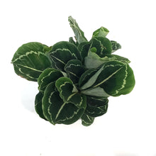 Load image into Gallery viewer, Calathea, 6in, Green Lipstick
