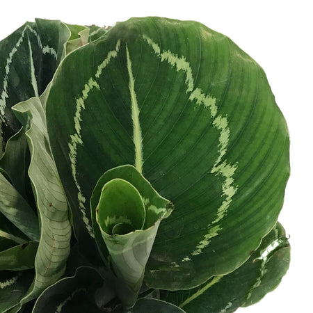Calathea, 6in, Green Lipstick
