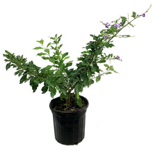 Load image into Gallery viewer, 1 Gal Duranta, Sapphire Showers
