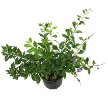Load image into Gallery viewer, 1 Gal Duranta, Sapphire Showers
