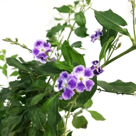 1 Gal Duranta, Sapphire Showers
