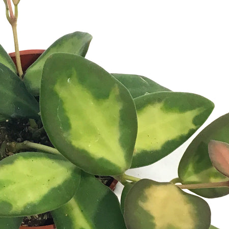 Hoya, 2.5in, Neon DS-70