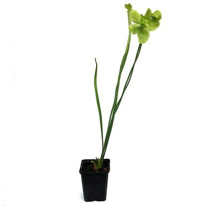 Sarracenia, 3.5in, Hardy Pitcher Plant, Tall
