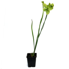 Load image into Gallery viewer, Sarracenia, 3.5in, Hardy Pitcher Plant, Tall
