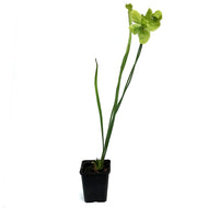 Sarracenia, 3.5in, Hardy Pitcher Plant, Tall