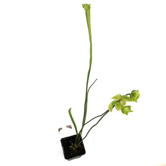 Sarracenia, 3.5in, Hardy Pitcher Plant, Tall