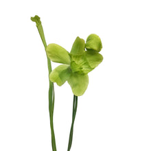 Load image into Gallery viewer, Sarracenia, 3.5in, Hardy Pitcher Plant, Tall
