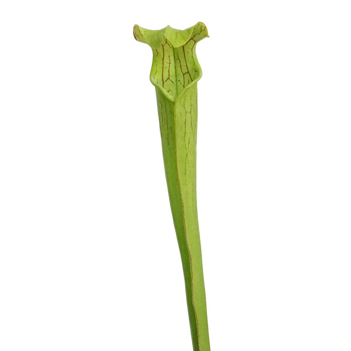 Sarracenia, 3.5in, Hardy Pitcher Plant, Tall