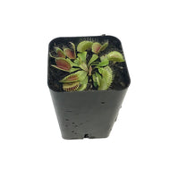 Venus Flytrap, 2.5in, Flexx