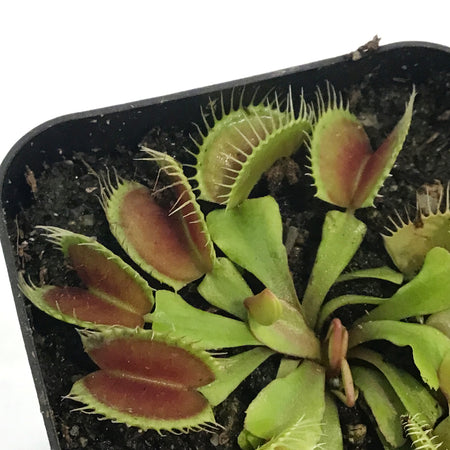 Venus Flytrap, 2.5in, Flexx