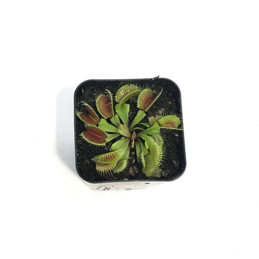 Venus Flytrap, 2.5in, Flexx