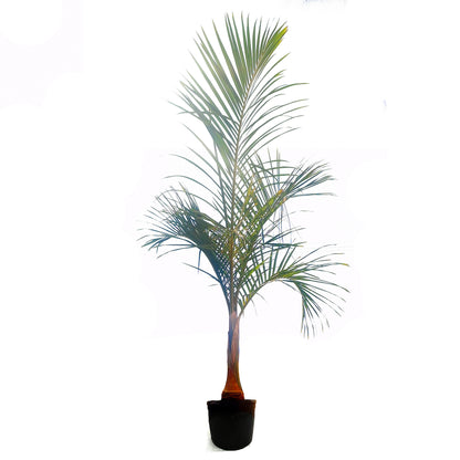 Palm, 14in, Spindle