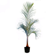 Load image into Gallery viewer, Palm, 14in, Spindle
