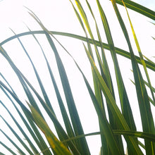 Load image into Gallery viewer, Palm, 14in, Spindle
