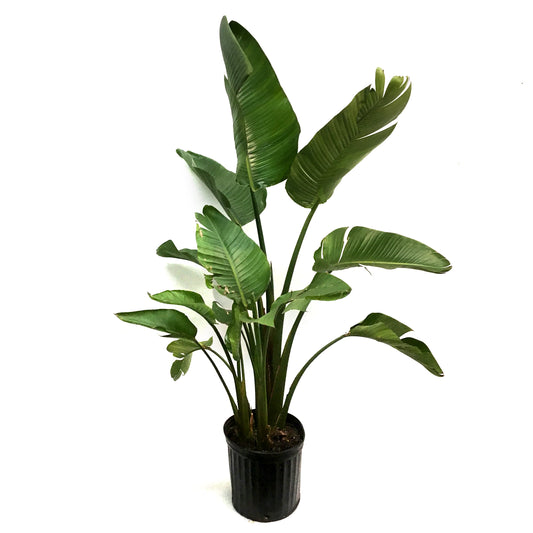 Bird of Paradise, 12in, White