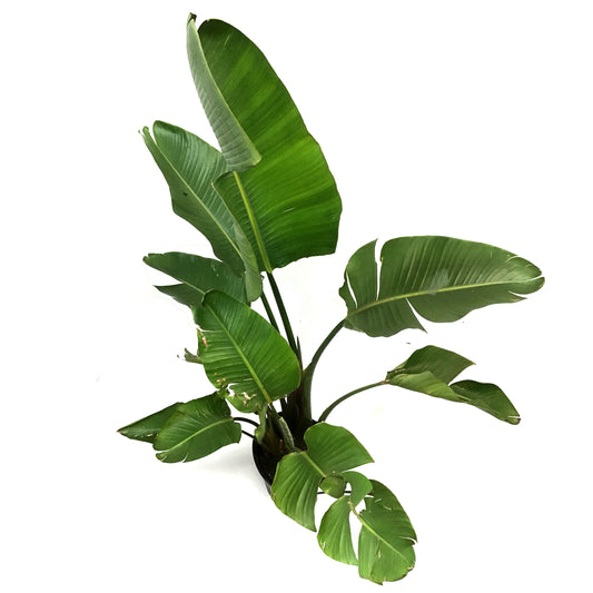 Bird of Paradise, 12in, White