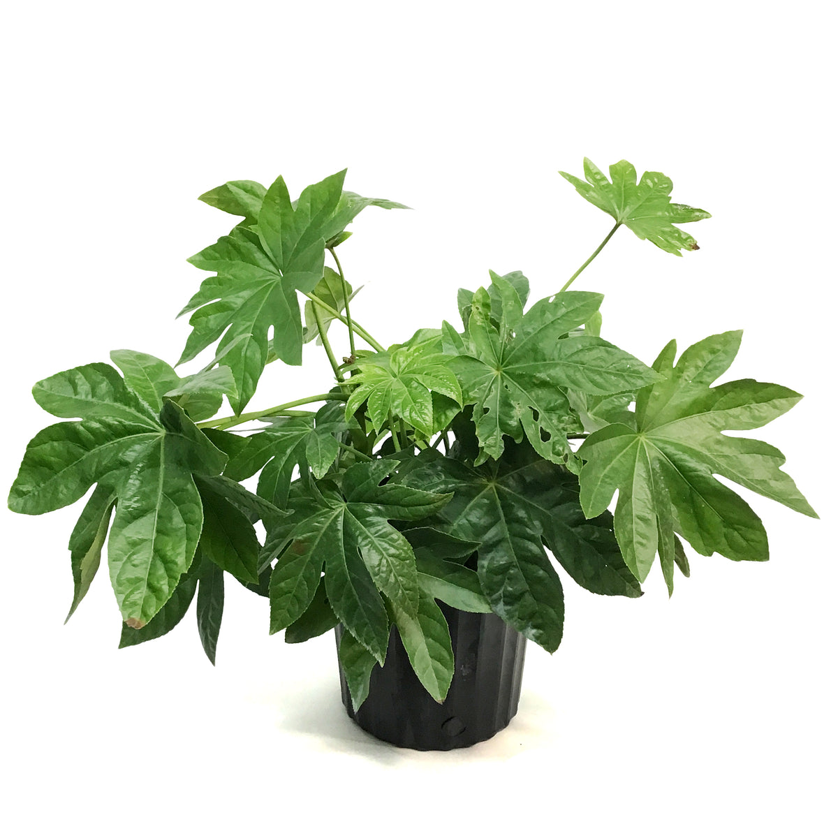 Fatsia, 10in, Japonica Spider Web Aralia
