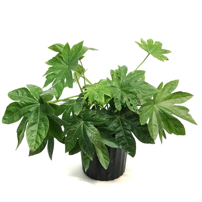 Fatsia, 10in, Japonica Spider Web Aralia