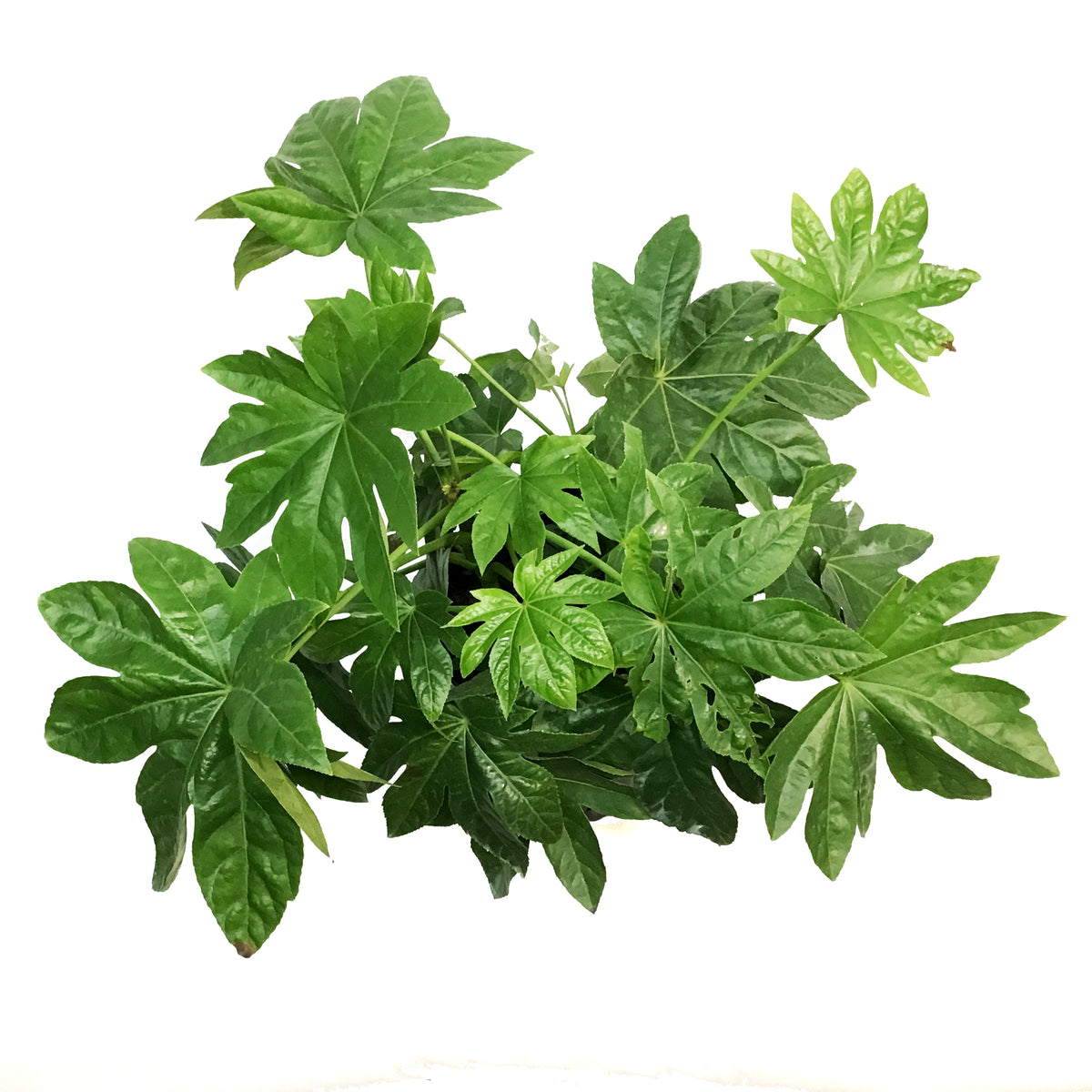Fatsia, 10in, Japonica Spider Web Aralia