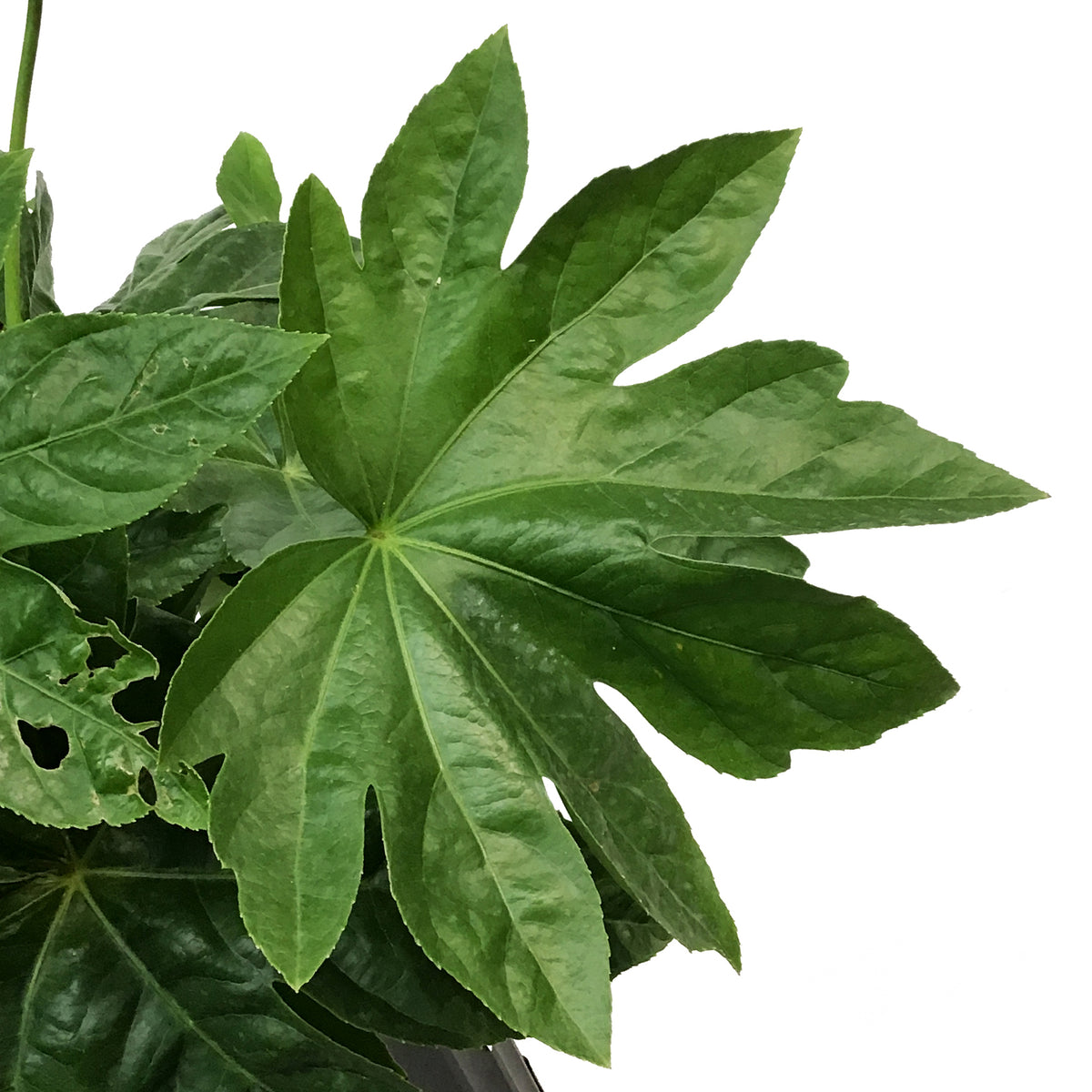 Fatsia, 10in, Japonica Spider Web Aralia