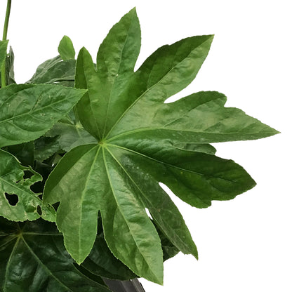 Fatsia, 10in, Japonica Spider Web Aralia