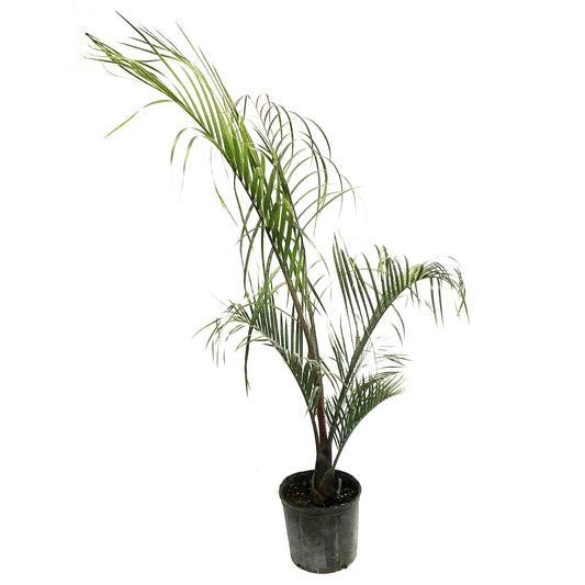 Palm, 10in, Triangle