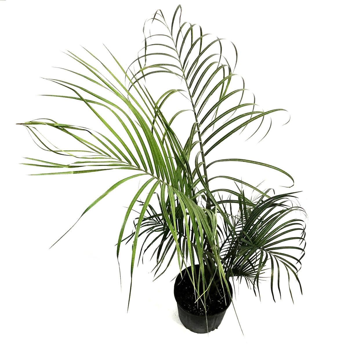 Palm, 10in, Triangle