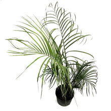 Load image into Gallery viewer, Palm, 10in, Triangle
