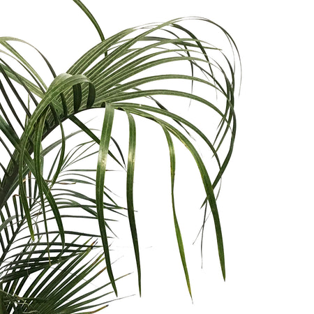 Palm, 10in, Triangle