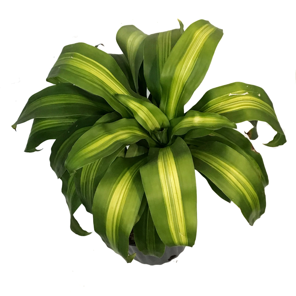 Dracaena, 10in Mass Stump
