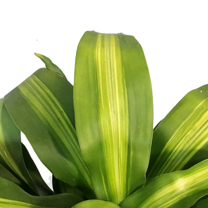 Dracaena, 10in Mass Stump