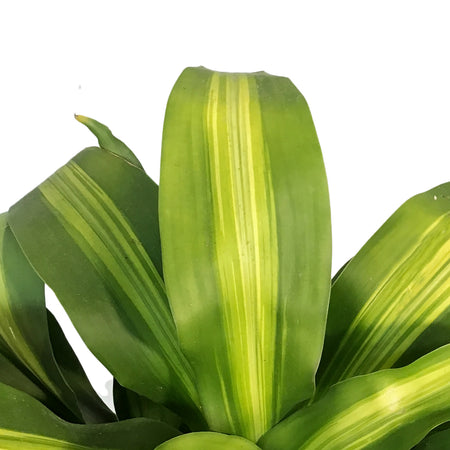 Dracaena, 10in Mass Stump