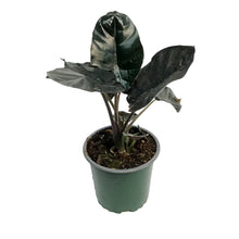 Load image into Gallery viewer, Alocasia, 4in, Black Magic

