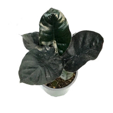 Load image into Gallery viewer, Alocasia, 4in, Black Magic
