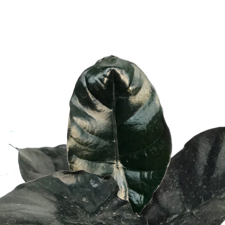 Alocasia, 4in, Black Magic