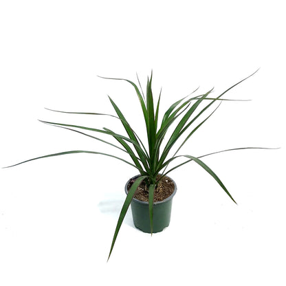 Dracaena, 4in, Dragon Tree