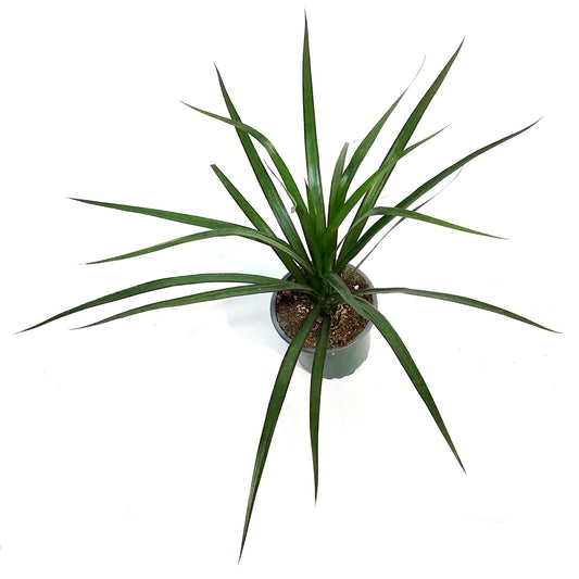 Dracaena, 4in, Dragon Tree
