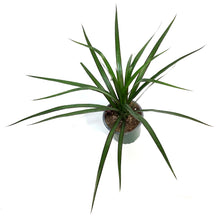 Load image into Gallery viewer, Dracaena, 4in, Dragon Tree
