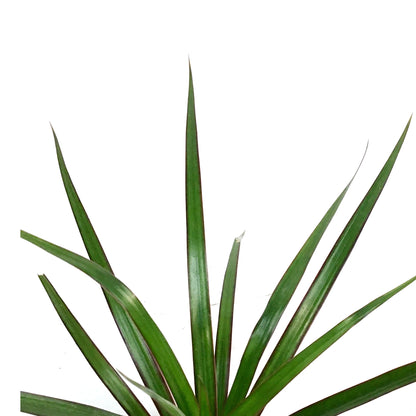 Dracaena, 4in, Dragon Tree