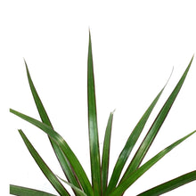 Load image into Gallery viewer, Dracaena, 4in, Dragon Tree
